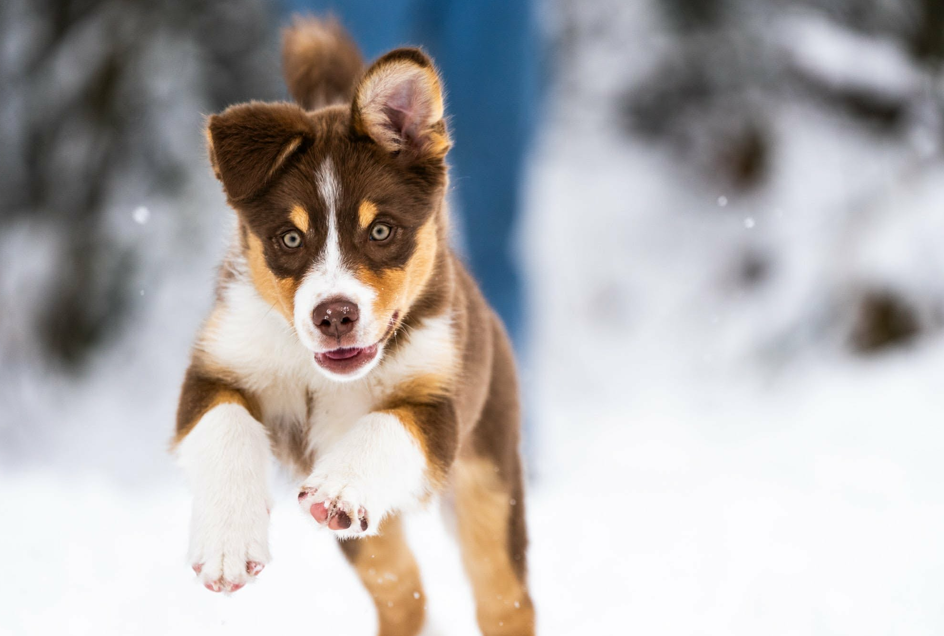 Chiot qui court dans la neige