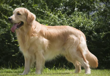 Chien golden adulte